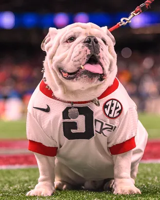 Georgia Bulldogs Football Columbia